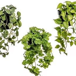Pianta rampicante artificiale assortita