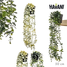Pianta Pensile 50 cm