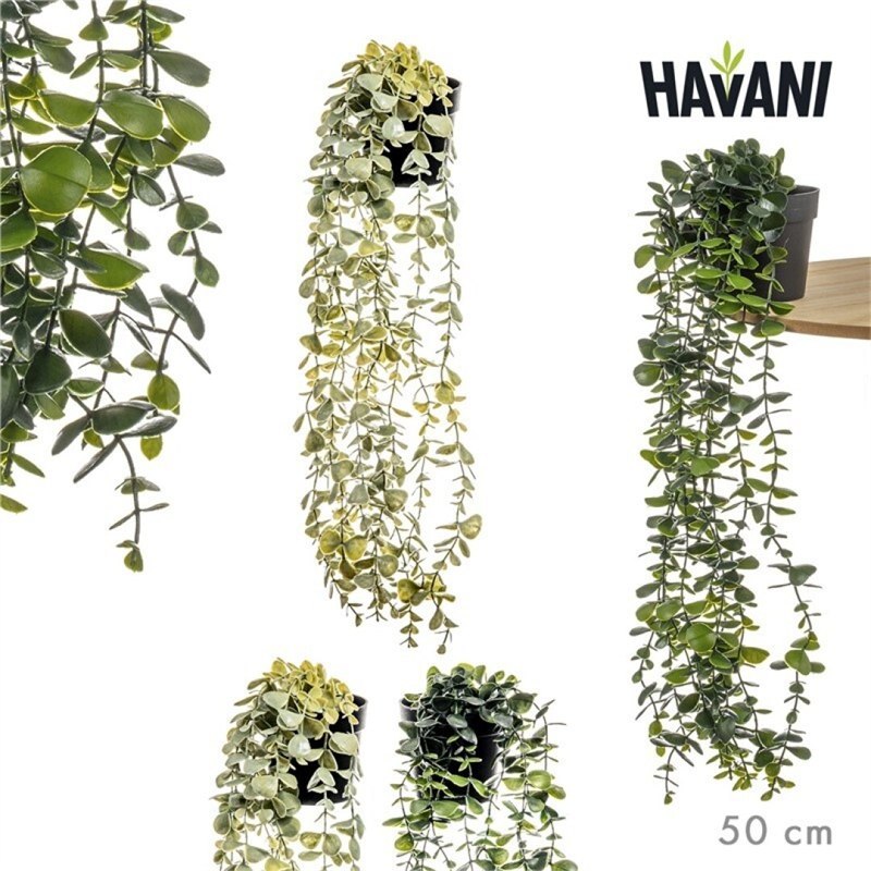 Pianta Pensile 50 cm