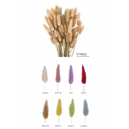 Mazzetto Coda Di topo Diversi Colori