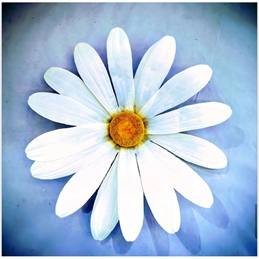 Margherita Grande Bianca Misura 68 x 68 Stelo 150 Cm