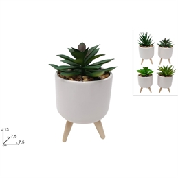 Piantina Grassa Con Treppiede 