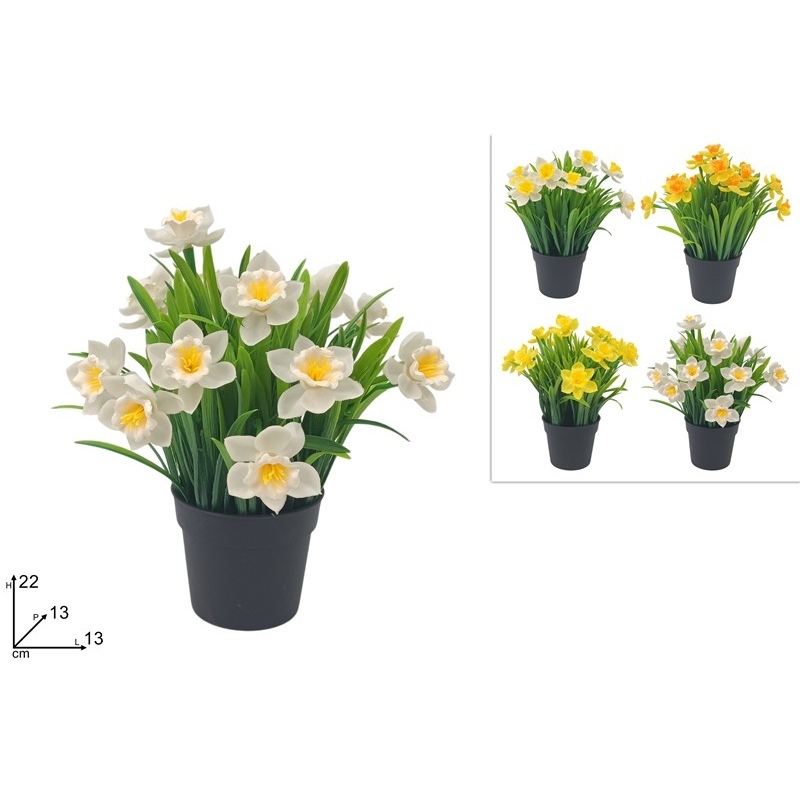 piantina-narciso-assortita-4-colori